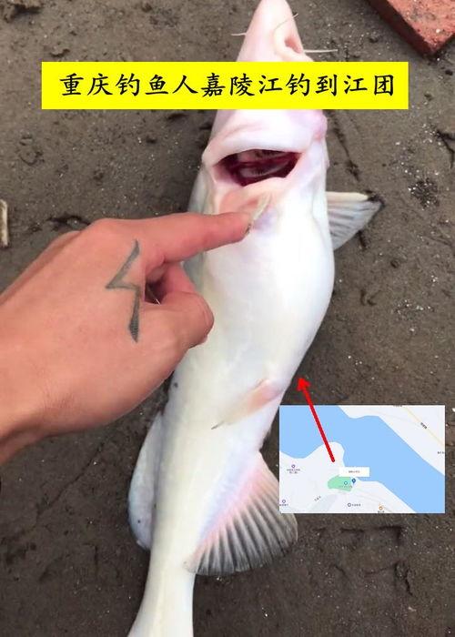 钓鱼人卷毛 爆料视频播放,独家爆料视频带你领略钓鱼技巧与乐趣